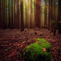 Buy canvas prints of Redwood Forest, Rotorua by Black Key Photography