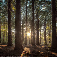 Buy canvas prints of Leighton Redwood Grove by Black Key Photography