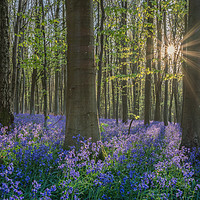 Buy canvas prints of Bluebell Sunrise by Emma Varley