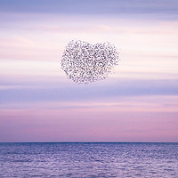 Buy canvas prints of Starling Heart by Emma Varley