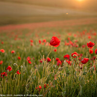 Buy canvas prints of Poppies at sunset by Emma Varley
