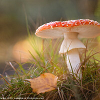 Buy canvas prints of Fly agaric by Emma Varley