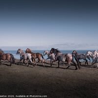 Buy canvas prints of Wild Carneddau ponies by Michael Newton