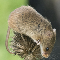 Buy canvas prints of Harvets Mouse by Ravenswood Imagery