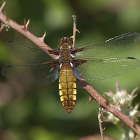 Buy canvas prints of Broad-bodied Chaser Dragonfly by Ravenswood Imagery