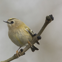Buy canvas prints of  Gold Crest by Ravenswood Imagery