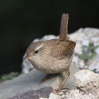 Buy canvas prints of  Jenny Wren by Ravenswood Imagery