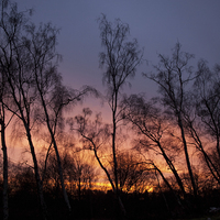 Buy canvas prints of  Silver Birch Sunrise  by Ravenswood Imagery