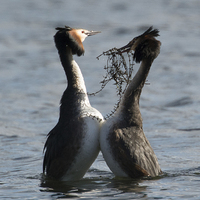 Buy canvas prints of  Courting Grebes by Ravenswood Imagery