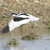 Buy canvas prints of  Avocet Take-off by Ravenswood Imagery