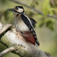 Buy canvas prints of  Woodpecker  by Ravenswood Imagery