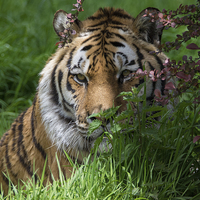 Buy canvas prints of  Tiger in Bloom by Ravenswood Imagery