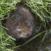 Buy canvas prints of  Vole in the Hole by Ravenswood Imagery