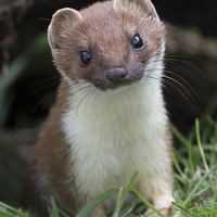 Buy canvas prints of  Stoatily Beautiful by Ravenswood Imagery