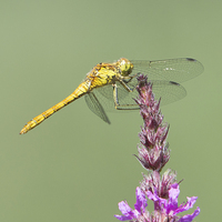 Buy canvas prints of Common Darter at rest by Ravenswood Imagery