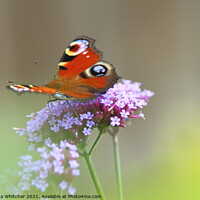Buy canvas prints of Peacock butterfly by Rumyana Whitcher