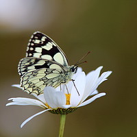 Buy canvas prints of Marbled White Butterfly by Rumyana Whitcher