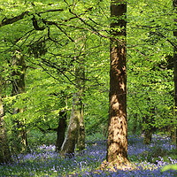 Buy canvas prints of Bluebells forest by Rumyana Whitcher