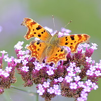Buy canvas prints of Comma butterfly  by Rumyana Whitcher