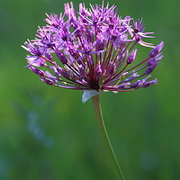 Buy canvas prints of Purple Allium by Rumyana Whitcher