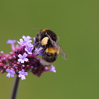 Buy canvas prints of White tailed bumblebee by Rumyana Whitcher