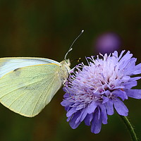 Buy canvas prints of Large white butterfly by Rumyana Whitcher