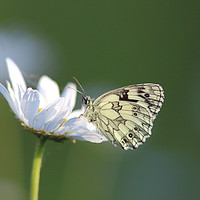 Buy canvas prints of Marbled white butterfly  by Rumyana Whitcher