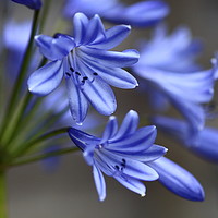 Buy canvas prints of Agapanthus beauty by Rumyana Whitcher
