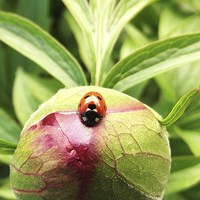 Buy canvas prints of  Ladybug by Megan Craig