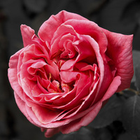 Buy canvas prints of  Pink Spring Rose by Nick Mungham
