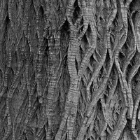 Buy canvas prints of  Tree Bark by Nick Mungham