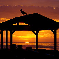 Buy canvas prints of Gull watching the sunset in La Jolla by Magda van der Kleij