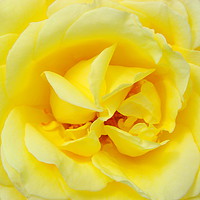 Buy canvas prints of close up yellow rose by Magda van der Kleij