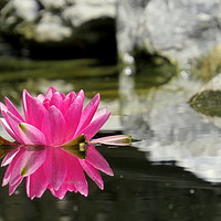 Buy canvas prints of Pink water lily mirror in my pond by Magda van der Kleij