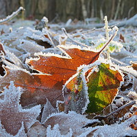 Buy canvas prints of Frozen leaves in the sunlight by Magda van der Kleij