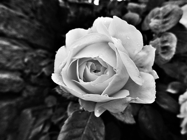  Black and white Rose Picture Board by Teresa Moore