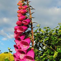 Buy canvas prints of Foxglove at sunset by Teresa Moore
