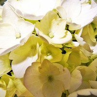 Buy canvas prints of  Hydrangea flower head still white by Teresa Moore