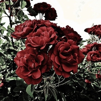 Buy canvas prints of  Gothic Rose by Teresa Moore