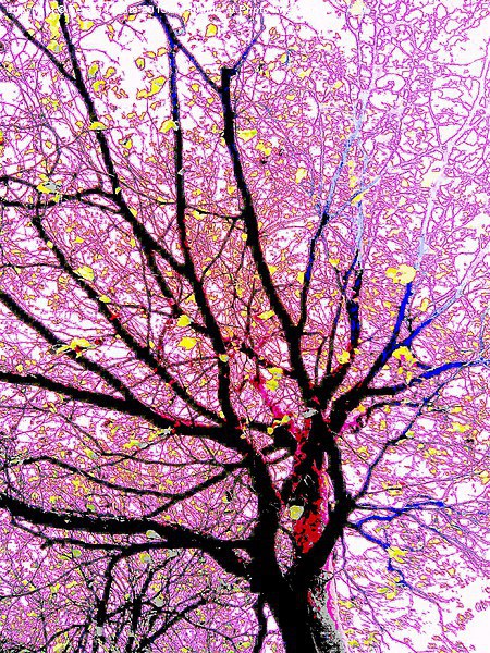  Psychadellic tree Picture Board by Teresa Moore