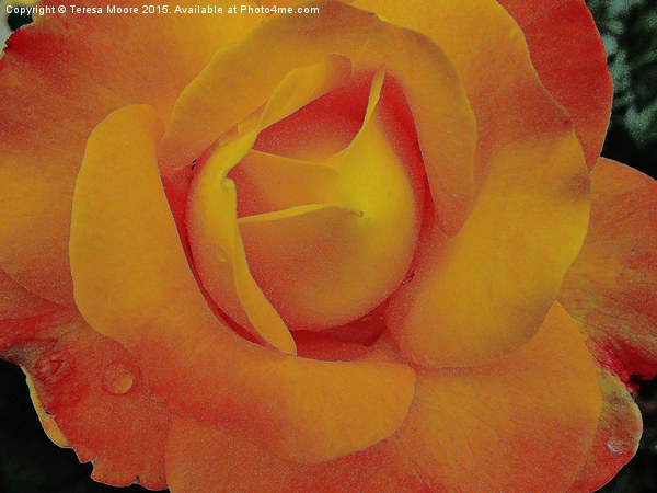  Yellow Rose of summer Picture Board by Teresa Moore