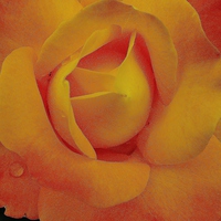 Buy canvas prints of  Yellow Rose of summer by Teresa Moore