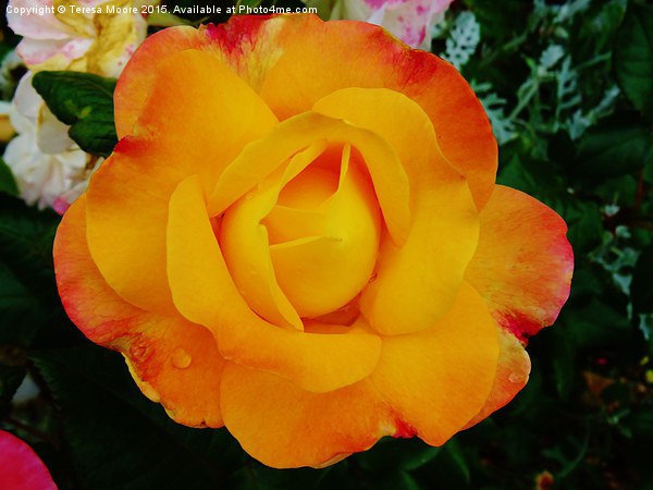  Yellow Rose of summer part 2 Picture Board by Teresa Moore