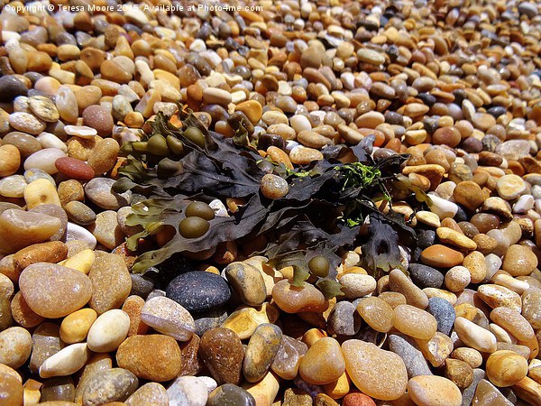 Bladderack Seaweed on Chesil Beach Picture Board by Teresa Moore
