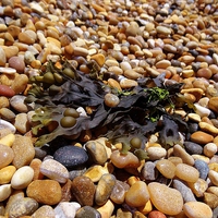 Buy canvas prints of Bladderack Seaweed on Chesil Beach by Teresa Moore