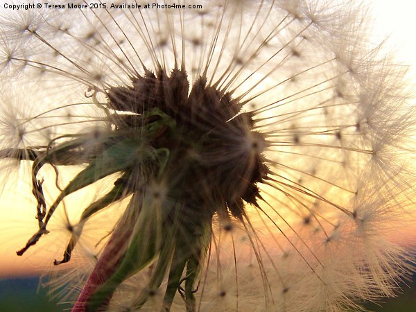  Sunset hues with a Dandelion Picture Board by Teresa Moore