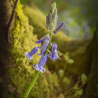 Buy canvas prints of A lonely Bluebell by mark sykes