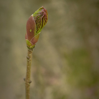 Buy canvas prints of Spring Time Bud by mark sykes