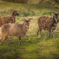 Buy canvas prints of  Thurnham Castle Sheep by mark sykes