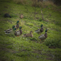 Buy canvas prints of It's been a  Quacking Day (drakes guarding a duck) by mark sykes